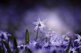 Charming Scilla, March, Germany, Europe