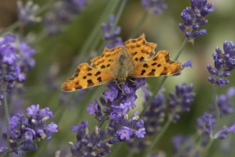 Comma butterfly (Polygonia c-album) adult insect feeding on blue Lavender flowers in a garden,