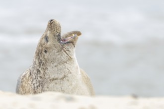 Grey seal (Halichoerus grypus) adult animal yawning on a beach, Norfolk, England, United Kingdom,