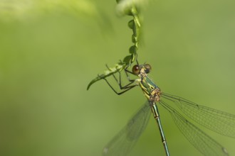 Emerald damselfly (Lestes sponsa) adult female insect resting on a Bracken leaf, Suffolk, England,