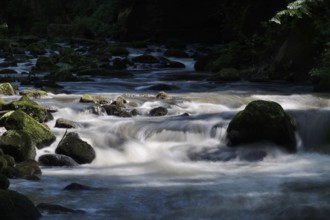 River Wesenitz, Liebethaler Grund, part of the Malerweg, summer, Saxon Switzerland, Saxony,