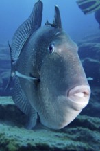 Close-up of a large fish with thick lips, Atlantic triggerfish (Balistes capriscus) (Balistes