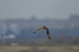 Short-eared owl (Asio flammeus) adult bird in flight, Kent, England, United Kingdom, Europe