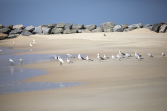 Great egret (Ardea alba, syn.: Casmerodius albus, Egretta alba), Whiskered Terns (Chlidonias