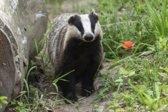 A badger stands next to a log in a meadow with green vegetation and red flowers, european badger