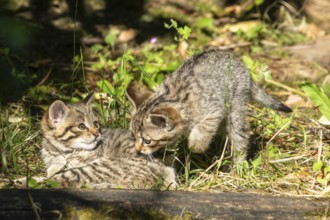 Two tabby kittens playing in the forest on mossy ground, surrounded by grass and leaves, wildcat