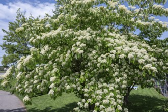 Flowering Giant dogwood, Bavaria, Germany, Europe