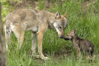 The wolf tenderly sniffs its little cub in the tall grass, European grey gray wolf (Canis lupus),