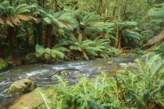 Nature landscape of the Hopetoun Falls in the rainforest of the Great Otway National Park in