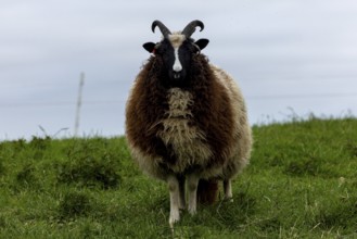 Jacob's domestic sheep (Ovis gmeliniaries), old animal in a meadow in the Hunsrück,