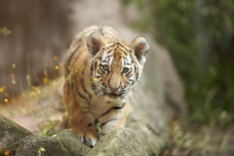 Siberian tiger (Panthera tigris altaica) cub, curious, captive