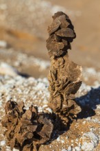 Irregularly shaped crystal formation of sand grains, Rub al Khali desert, Dhofar province, Arabian