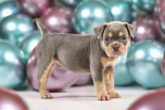 Six weeks old healthy lilac orange tan French Bulldog dog puppy with tail standing in front of