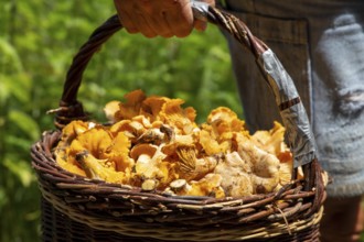 Mushroom picker with a basket full of chanterelles, seen in the Palatinate Forest near Ramberg