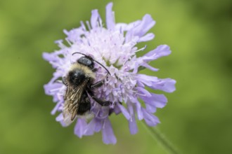 Shrill carder bee (Bombus sylvarum), Emsland, Lower Saxony, Germany, Europe