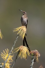 Cape Honeybird (Promerops cafer), adult, male, on flower, Protea, vigilant, Kirstenbosch Botanical