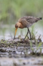 Black-tailed godwit (Limosa limosa), Lower Saxony, Germany, Europe