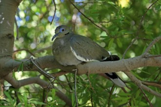 White-winged dove (Zenaida asiatica), adult, sitting on tree, Sonoran Desert, Arizona, North