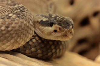 Black-tailed rattlesnake (Crotalus molossus), adult, on rocks, warming up, sunbathing, Sonoran