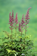 Astilbe, flowering, blossom, Elllerstadt, Germany, Europe