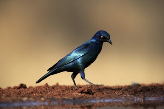 Red-shouldered Glossy Starling (Lamprotornis nitens), adult, at the water, alert, Kruger National