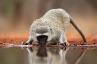 Vervet Monkey (Chlorocebus pygerythrus), adult, drinking, at the water, Kruger National Park,