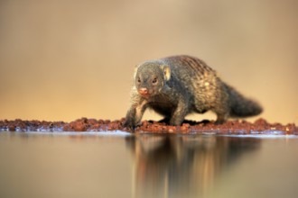 Zebra mongoose (Mungos mungo), adult, at the water, Kruger National Park, Kruger National Park,