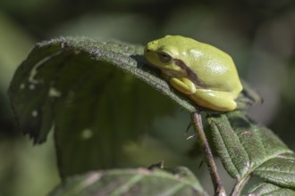 Tree frog (Hyla arborea), Lower Saxony, Germany, Europe