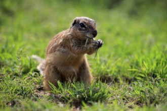 Cape ground squirrel (Xerus inauris), adult, alert, feeding, Mountain Zebra National Park, Eastern