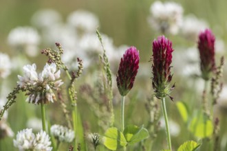 Incarnate clover (Trifolium incarnatum) and white clover (Trifolium repens), Emsland, Lower Saxony,