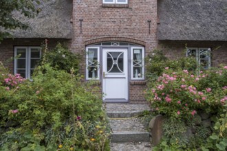 A charming thatched brick house with blooming roses and lush greenery on a sunny day, North Sea