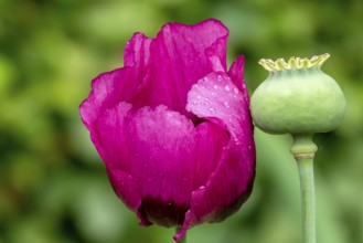 Garden poppy (Papaver) inflorescence with raindrops and fruit capsule, Münsterland, North