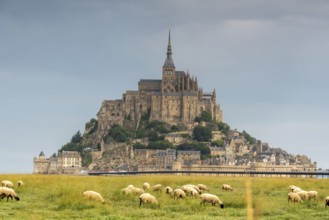 Mont Saint Michel, rocky monastery island in the Wadden Sea, sheep, Le Mont Saint Michel, Normandy,