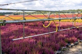 Automatic irrigation on an outdoor area of a horticultural business, autumn plants, heather plants,