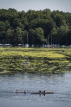 Green carpet of plants on Lake Baldeney in Essen, proliferating aquatic plant Elodea, waterweed, an