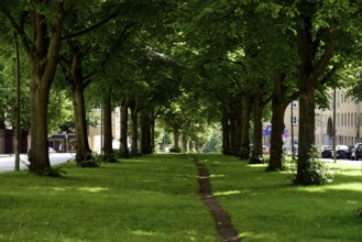 Europe, Germany, Hanseatic City of Hamburg, Altona district, Palmaille, footpath between the trees,