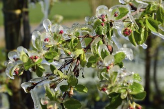 Europe, Germany, Hamburg metropolitan region, Altes Land near Hamburg, fruit growing, irrigation