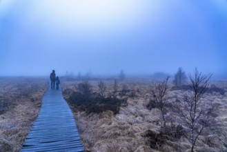 The High Fens nature park Park, in the German-Belgian border region near Eupen, winter, fog, wooden