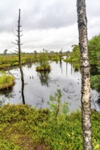 The Pietzmoor, raised bog in the Lüneburg Heath nature reserve, near Schneverdingen, Lower Saxony,