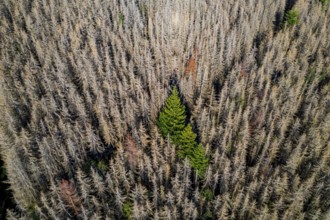 Sauerland, forest dieback, dead spruce trees, caused by the bark beetle, high temperatures, lack of