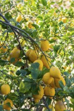 Lemon tree, Majorca, Spain, Europe