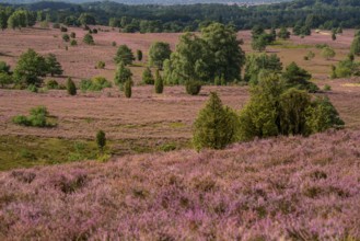 Flowering heath, heather and juniper bushes, near Wilseder Berg, in the Lüneburg Heath nature