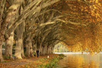 Platanen Allee, lakeside path on Lake Baldeney, near Haus Scheppen, in Essen, autumn, North