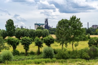 Duisburg Friemershein, floodplain along the Rhine, nature reserve Rheinaue Friemersheim, in the