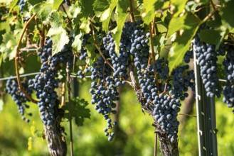 Wine-growing, in the Adige Valley, near Tramin on the wine route, red wine vines, South Tyrol,