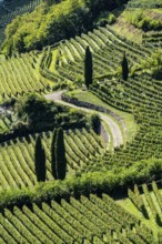 Landscape in the Adige Valley, in South Tyrol, above the village of Tramin, vineyards dominate the