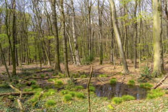 The Sterkrader Wald in Oberhausen, at the Oberhausen motorway junction, where the A2/A3A/A516 meet,