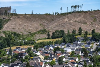 Cleared forest area north of the village of Öventrop, district of Arnsberg, dead spruce stands were