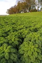 Kale field, growing area in the south of Düsseldorf, Volmerswerth district, on the Rhine, North