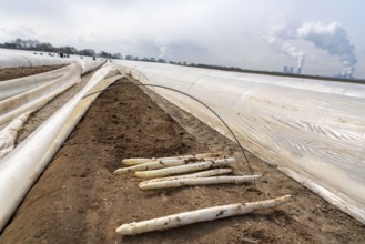 Asparagus harvest in the Rhineland, asparagus pickers at work in an asparagus field covered with